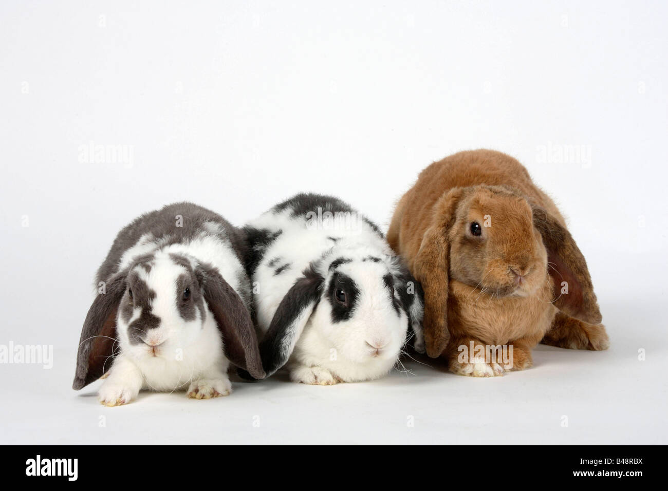 Rex Lop eared Zwergkaninchen lila-weiß und blau weiße 14 Wochen und Aprikose 17 Wochen Hauskaninchen Stockfoto