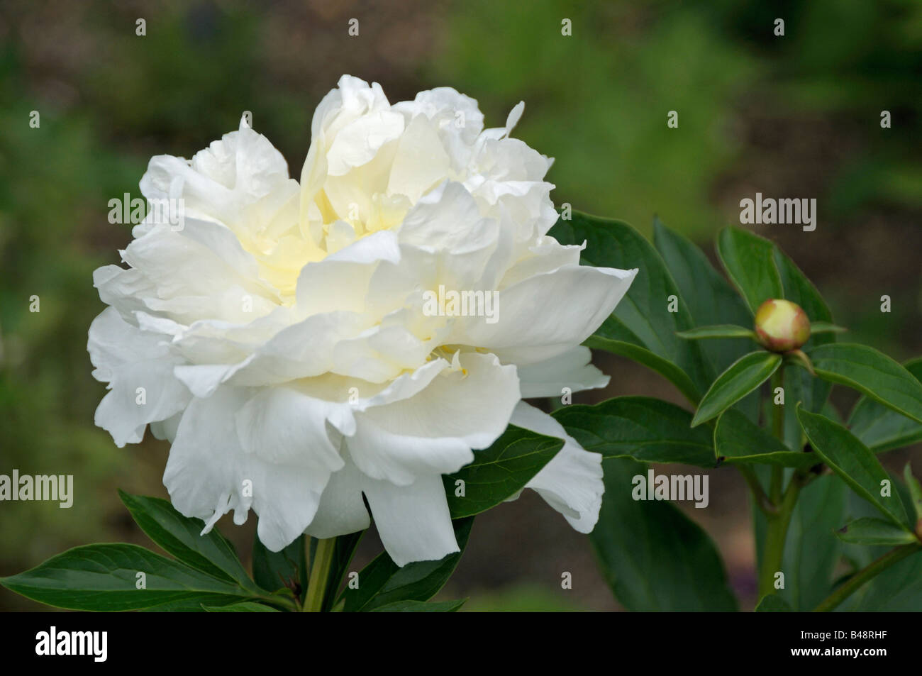 Weiße Paeony, gemeinsamer Garten Paeony chinesische Paeony (Paeonia Lactiflora): Vielfalt: Laura Dessert, Blume Stockfoto