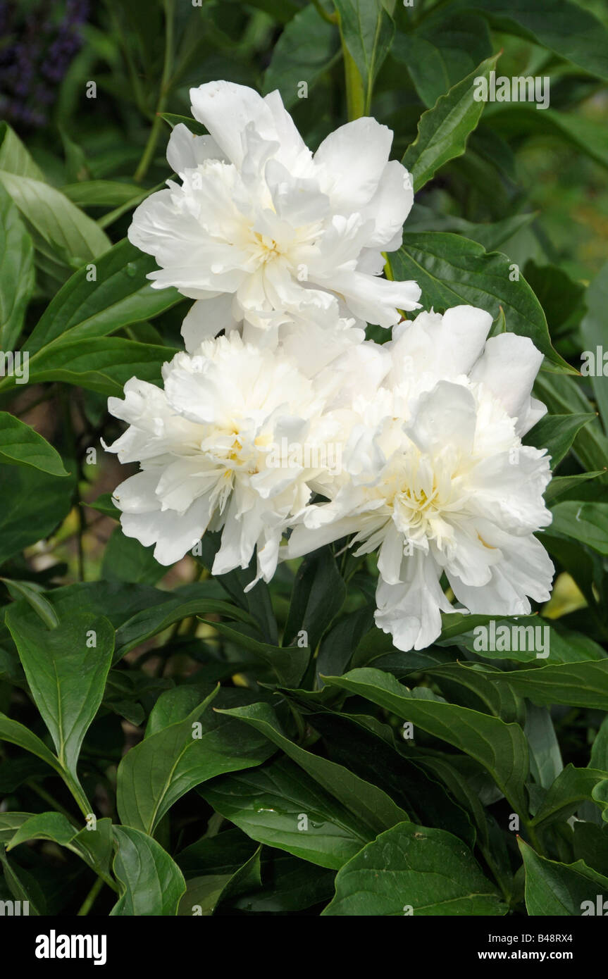 Weiße Paeony, gemeinsamen Garten Paeony, chinesische Paeony (Paeonia Lactiflora), Sorte: Primvere, Blumen Stockfoto