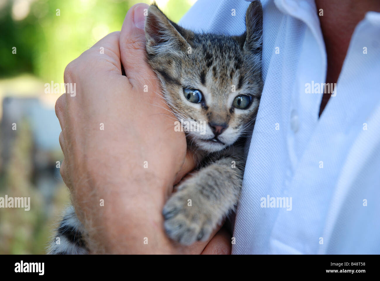 Kleine Tabby Katze in die Hand des Mannes auf der Suche Angst. Stockfoto