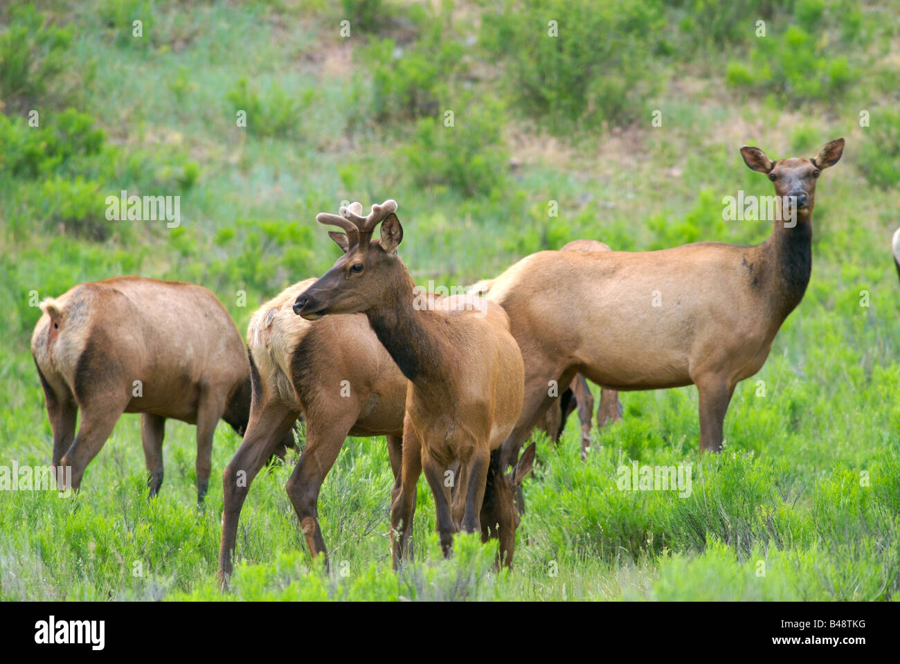 Rocky Mountain Elk feed auf einer Wiese in der Nähe von Telluride, colorado Stockfoto