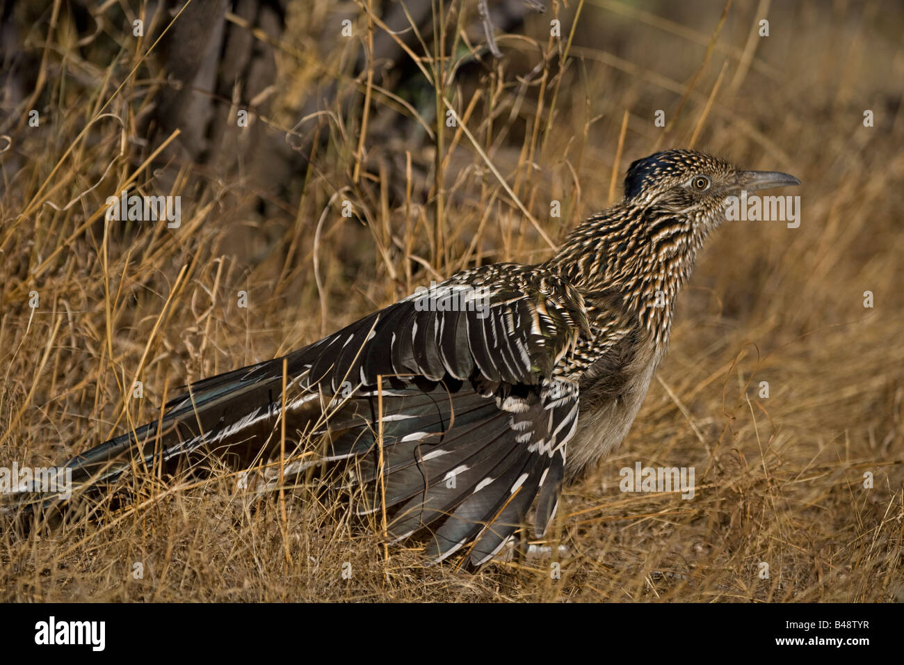 Größere Roadrunner (Geococcyx Californianus) - Stretching - Arizona Stockfoto