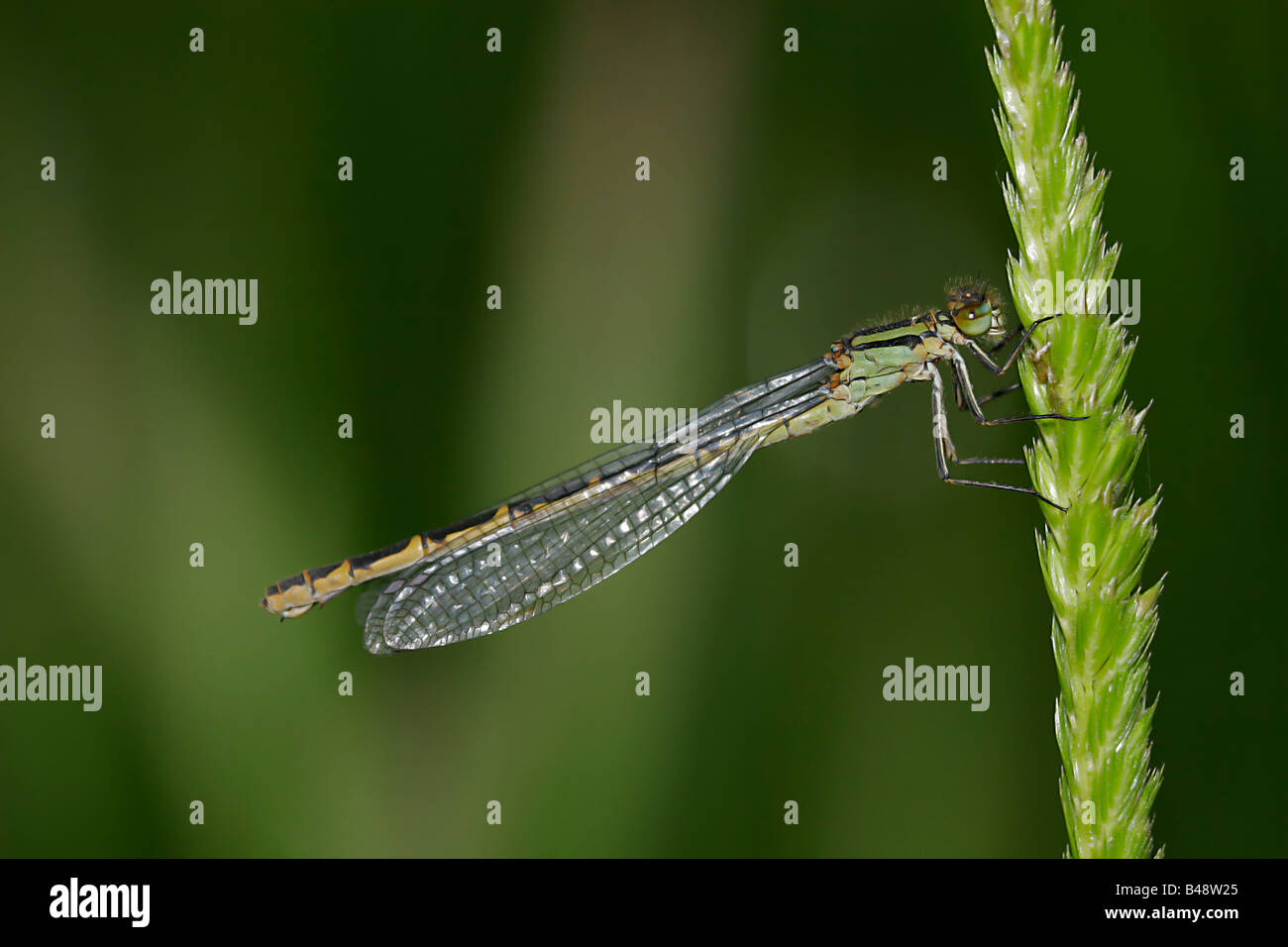 Gemeinsamen Blue Damselfly weiblich. Stockfoto