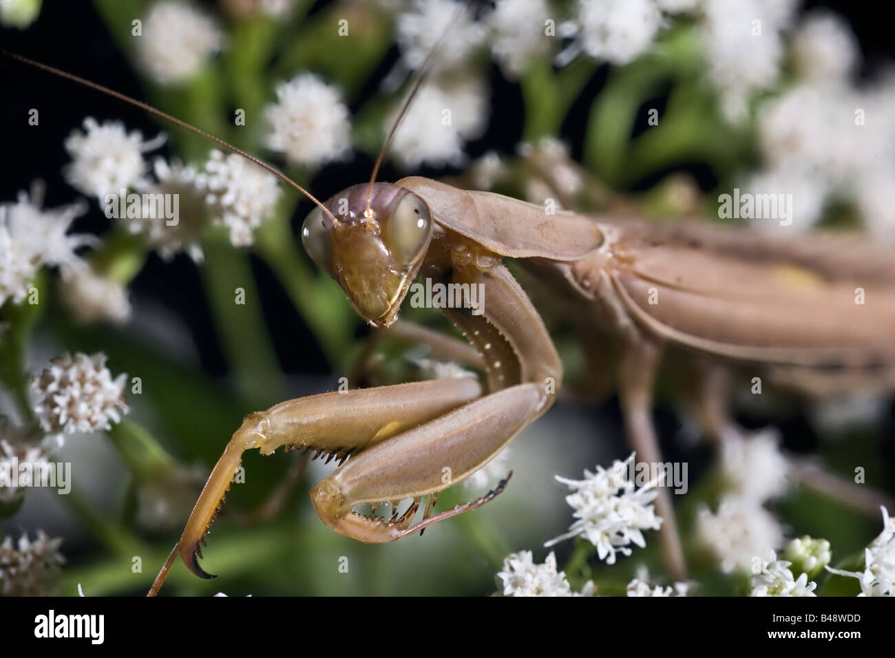 Europäische Gottesanbeterin, Brown Mantis - Mantis religiosa Stockfoto