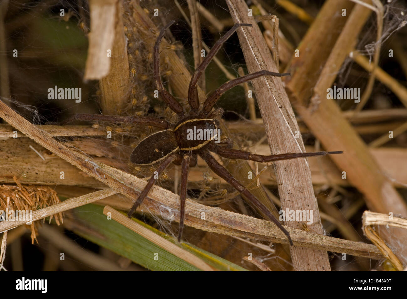 Fen Floß (Dolomedes Plantarius) gefährdete Spinnenarten Stockfoto