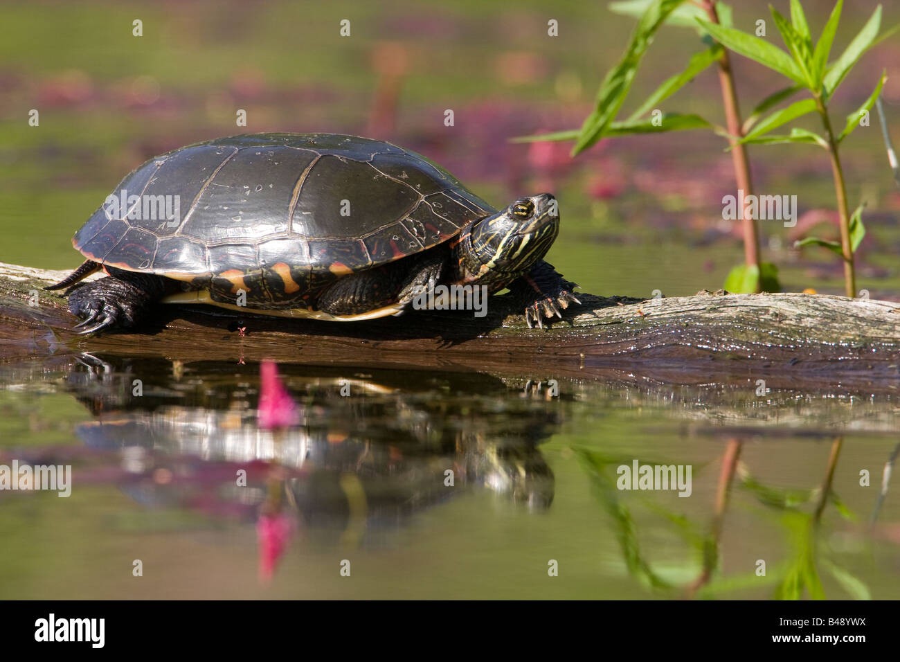 Midland gemalt Schildkröten (Chrysemys Picta Marginata) Stockfoto