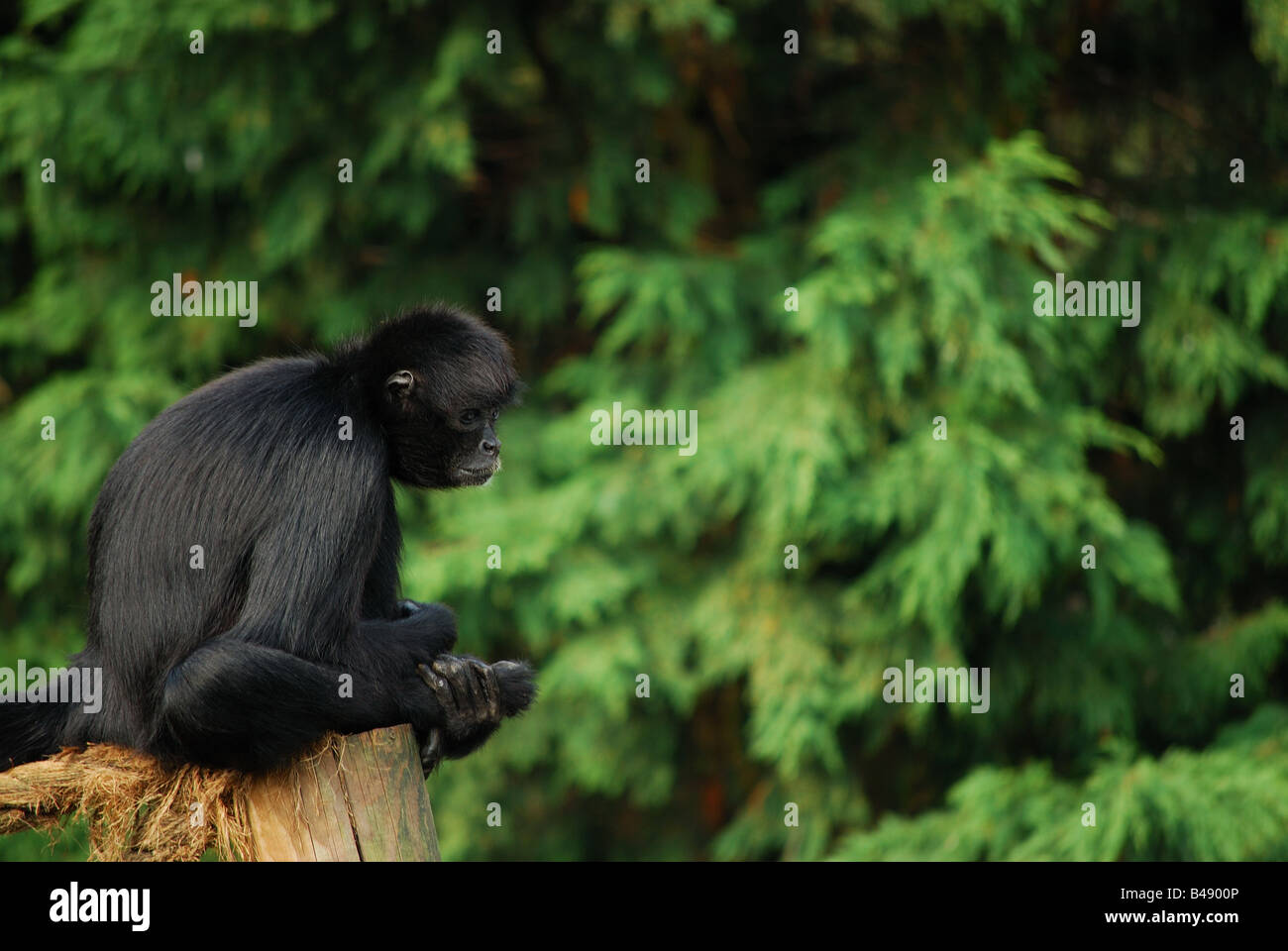 Amazon Black konfrontiert Klammeraffe Stockfoto