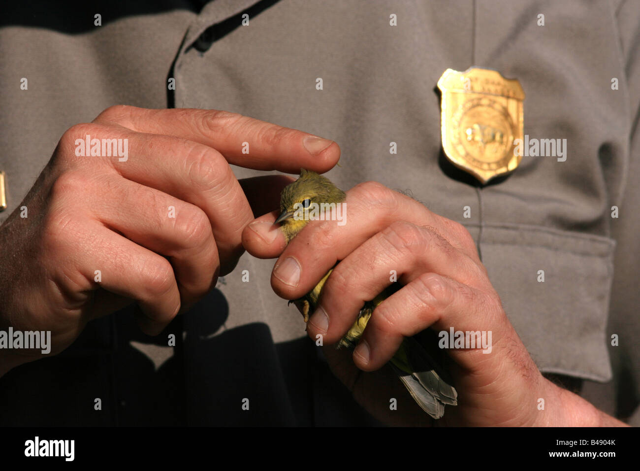 Song-Netting Vogelschau Stockfoto