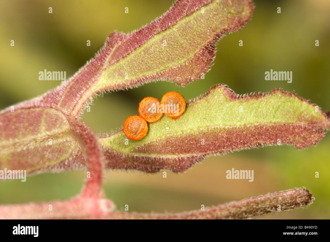 Pfeifenwinde Schwalbenschwanz eier Battus philenor auf pfeifenwinde Blätter Stockfoto