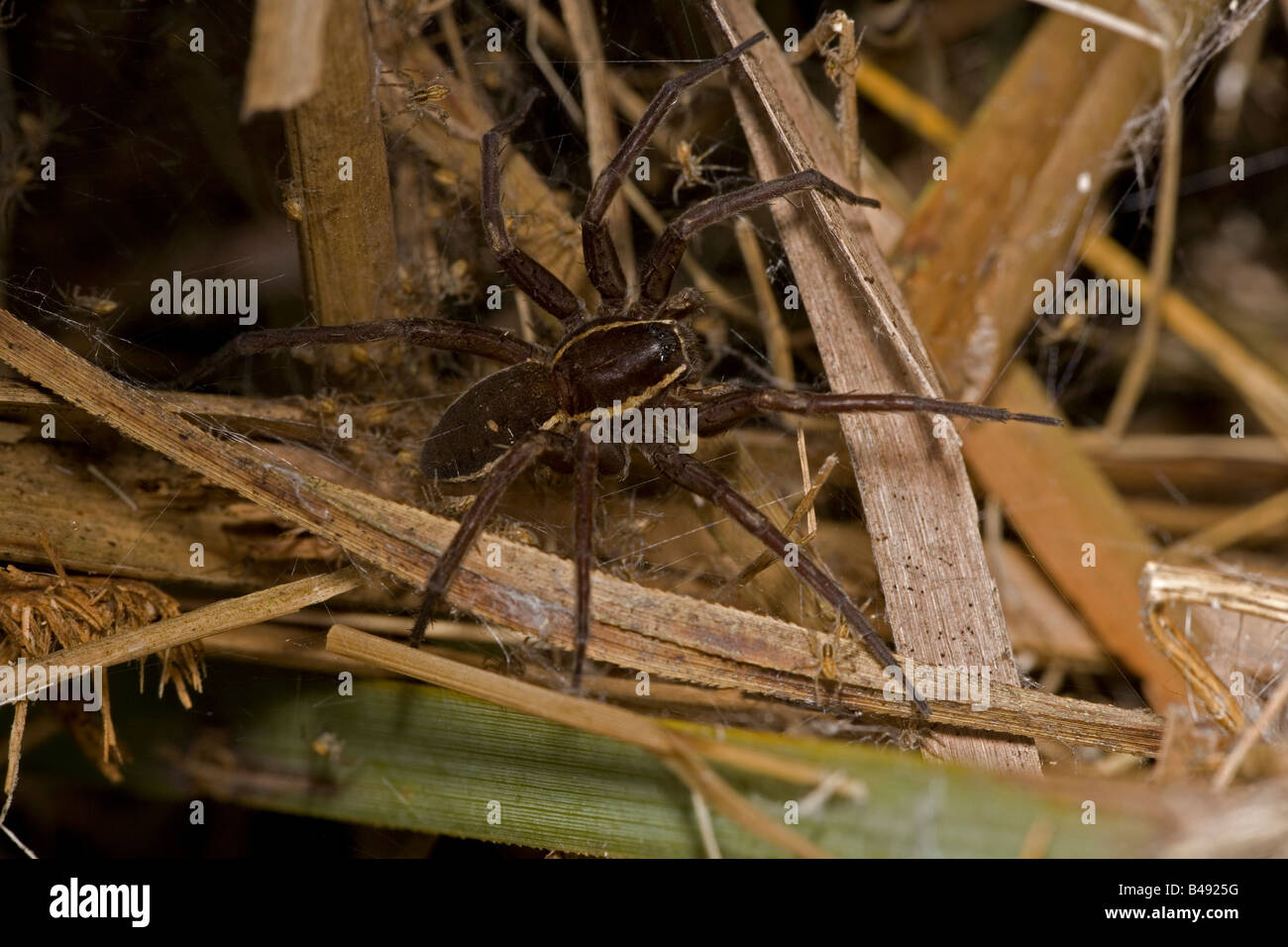 Fen Floß (Dolomedes Plantarius) gefährdete Spinnenarten Stockfoto