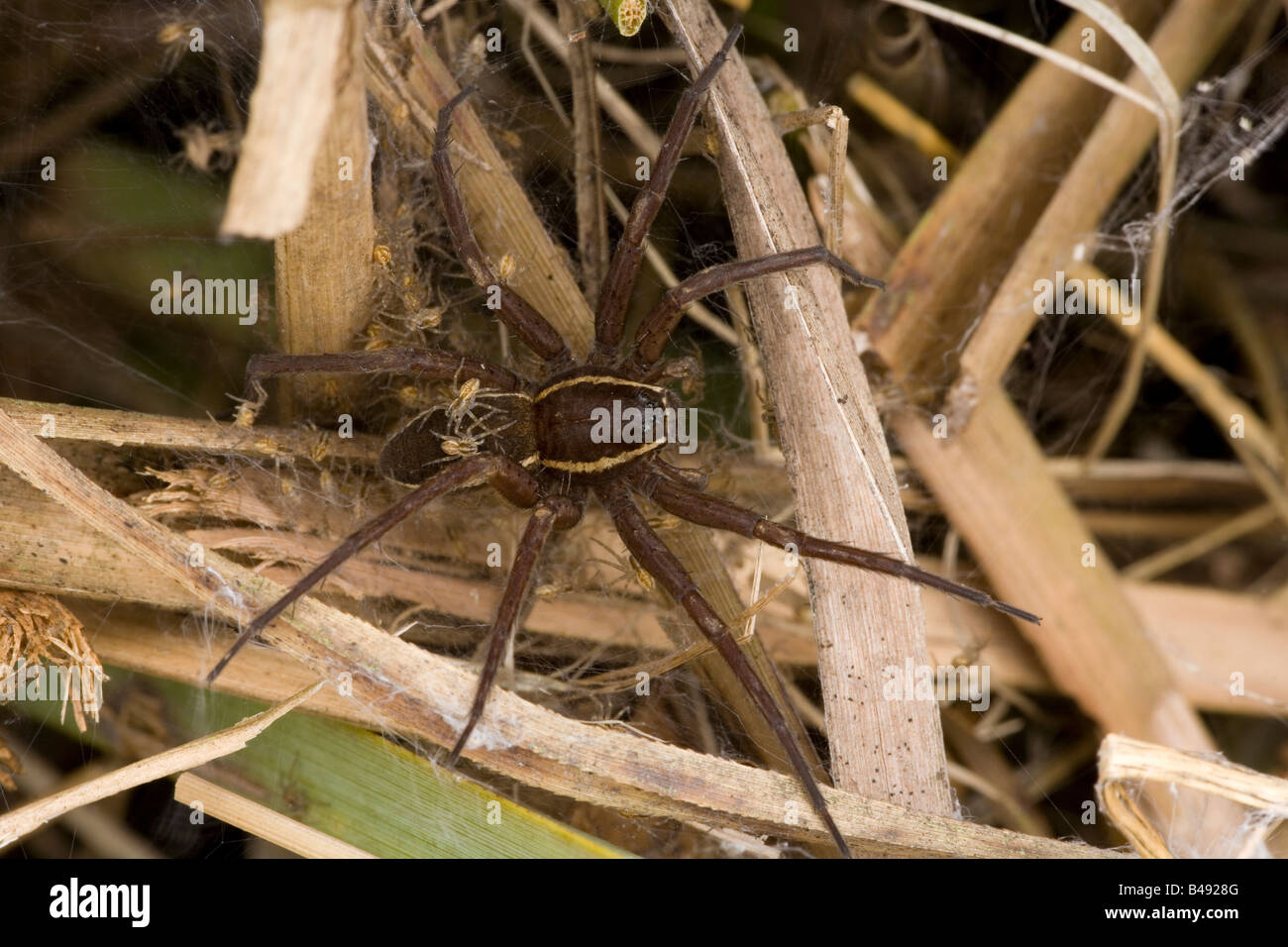 Fen Floß (Dolomedes Plantarius) gefährdete Spinnenarten Stockfoto