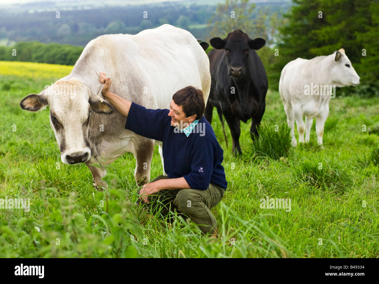 Landwirt klopfte eine seiner Kühe in einem Feld UK Stockfoto