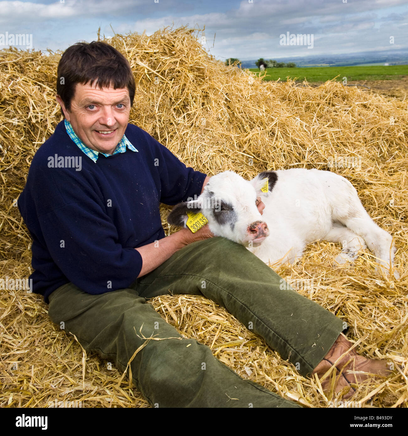 Landwirt sitzt auf einem Stapel von Heu hält eine kleines Baby Kalb UK Stockfoto