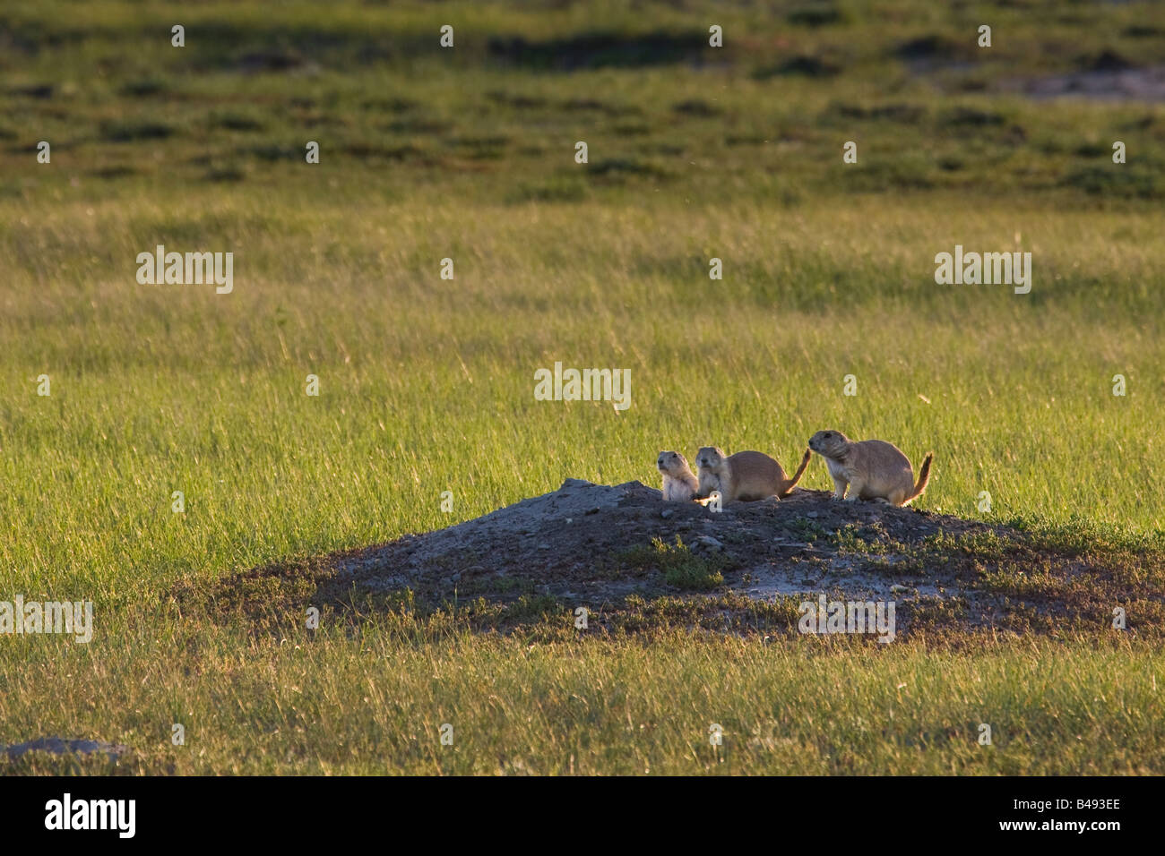 Schwarz-angebundene Graslandhunde in Dog Town entlang der Franzose Flusstal Ecotour Route in den Westen-Block Stockfoto