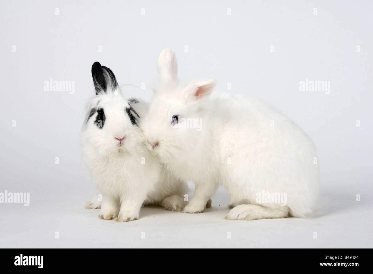 Löwe Mähne Zwerghasen weiß und Hotot Hauskaninchen Stockfoto