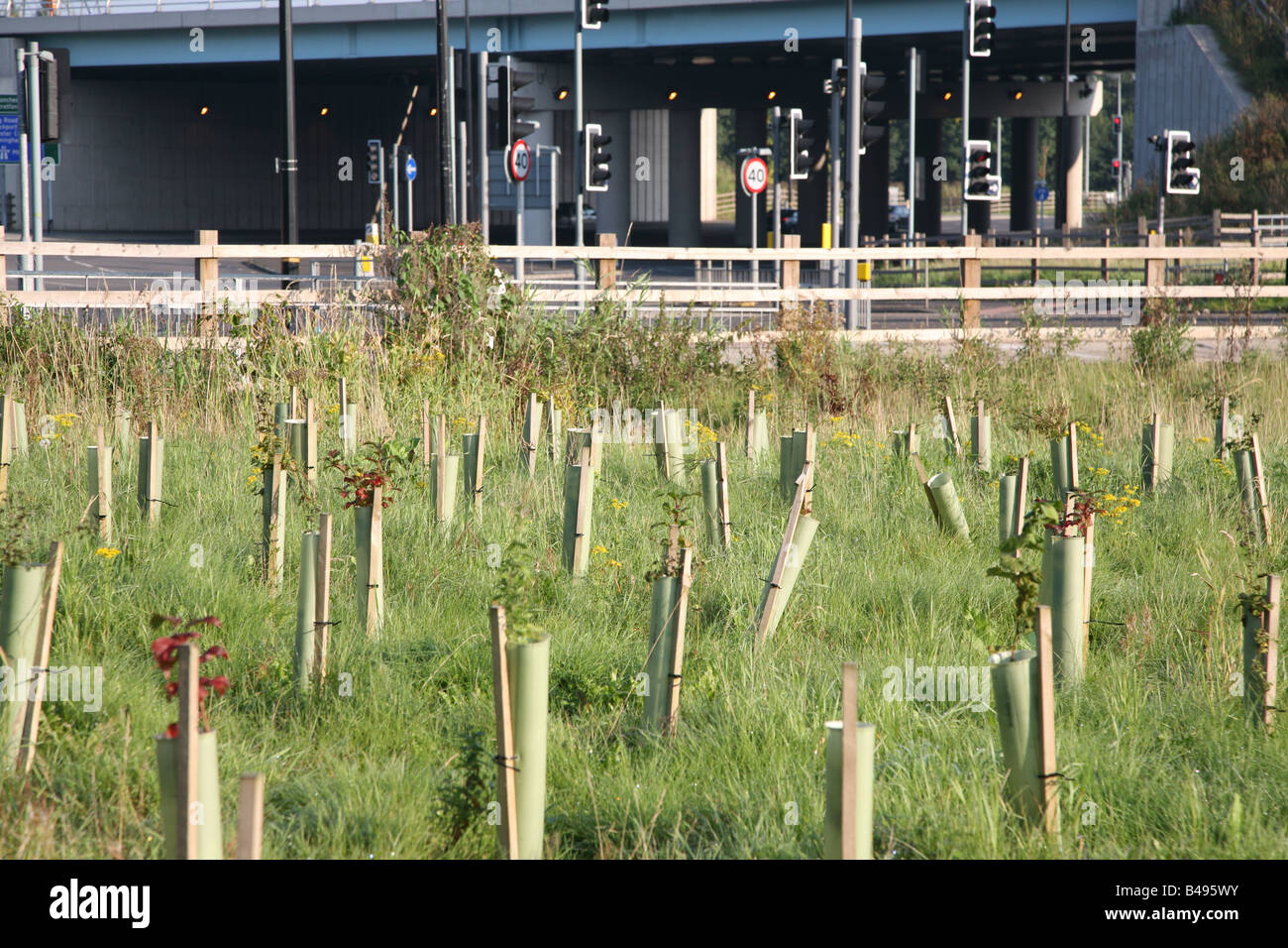 Junge Bäumchen wachsen in Baum-Protektoren neben Autobahn Ausfahrt, M60 Manchester, UK Stockfoto