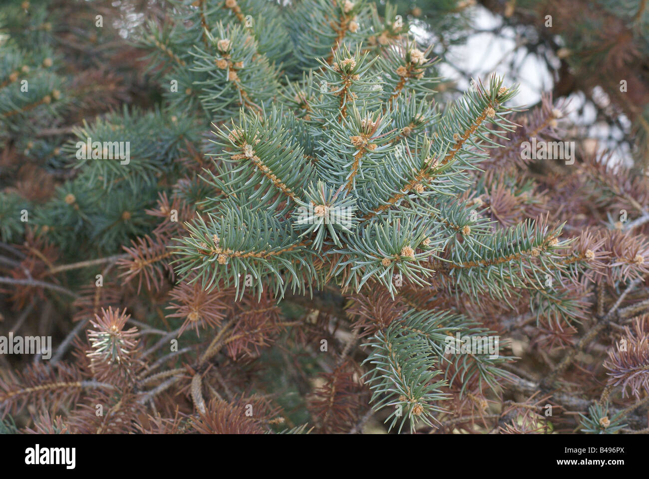 Neues Wachstum dieser Blaufichten im Frühjahr ab. Stockfoto