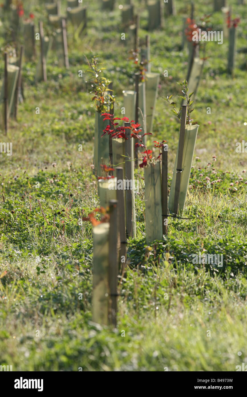 Junge Bäumchen wachsen in Baum-Protektoren neben Autobahn Ausfahrt, M60 Manchester, UK Stockfoto