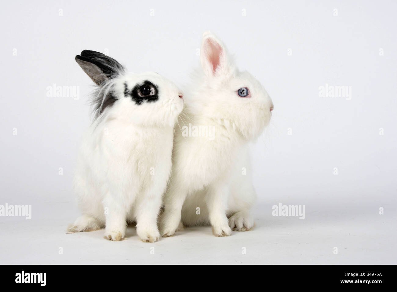 Löwe Mähne Zwerghasen weiß und Hotot Hauskaninchen Stockfoto