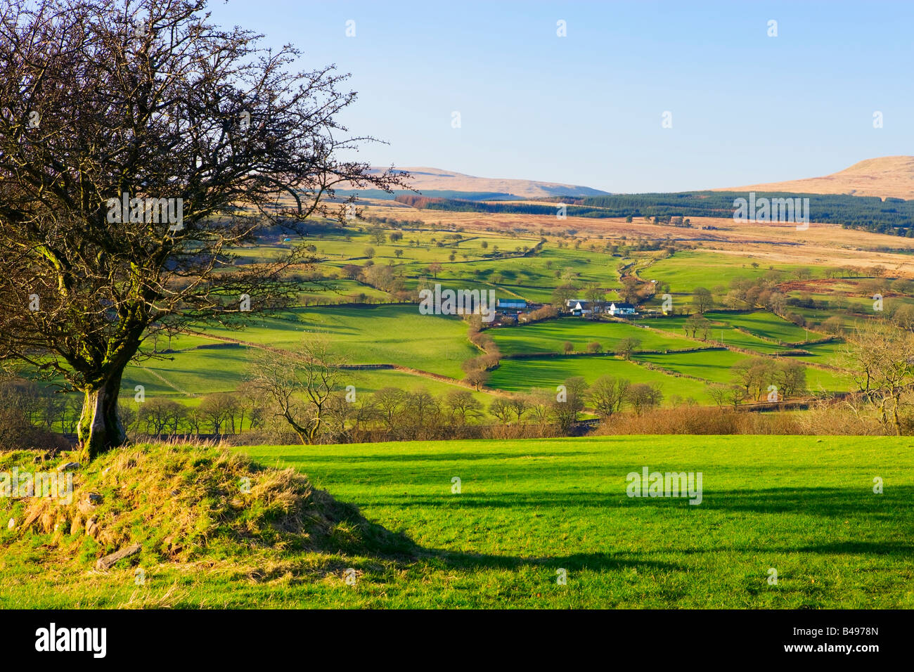 Winter Baum nr Ystradfellte Brecon Beacons Powys Wales Stockfoto