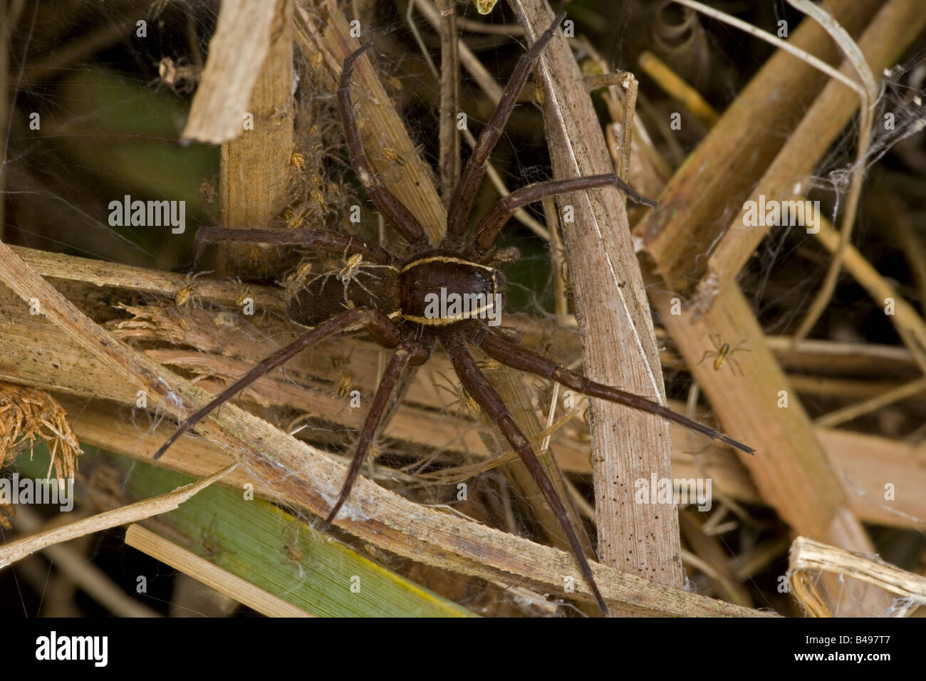 Fen Floß (Dolomedes Plantarius) gefährdete Spinnenarten Stockfoto