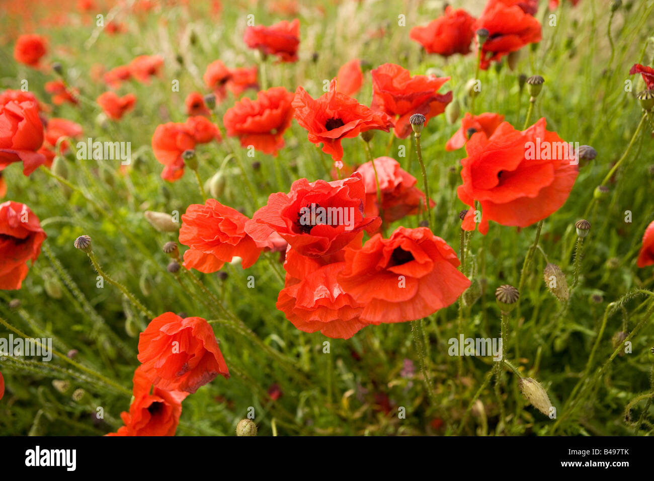 Mohnblumen in einer Poppyfield schwanken Stockfoto
