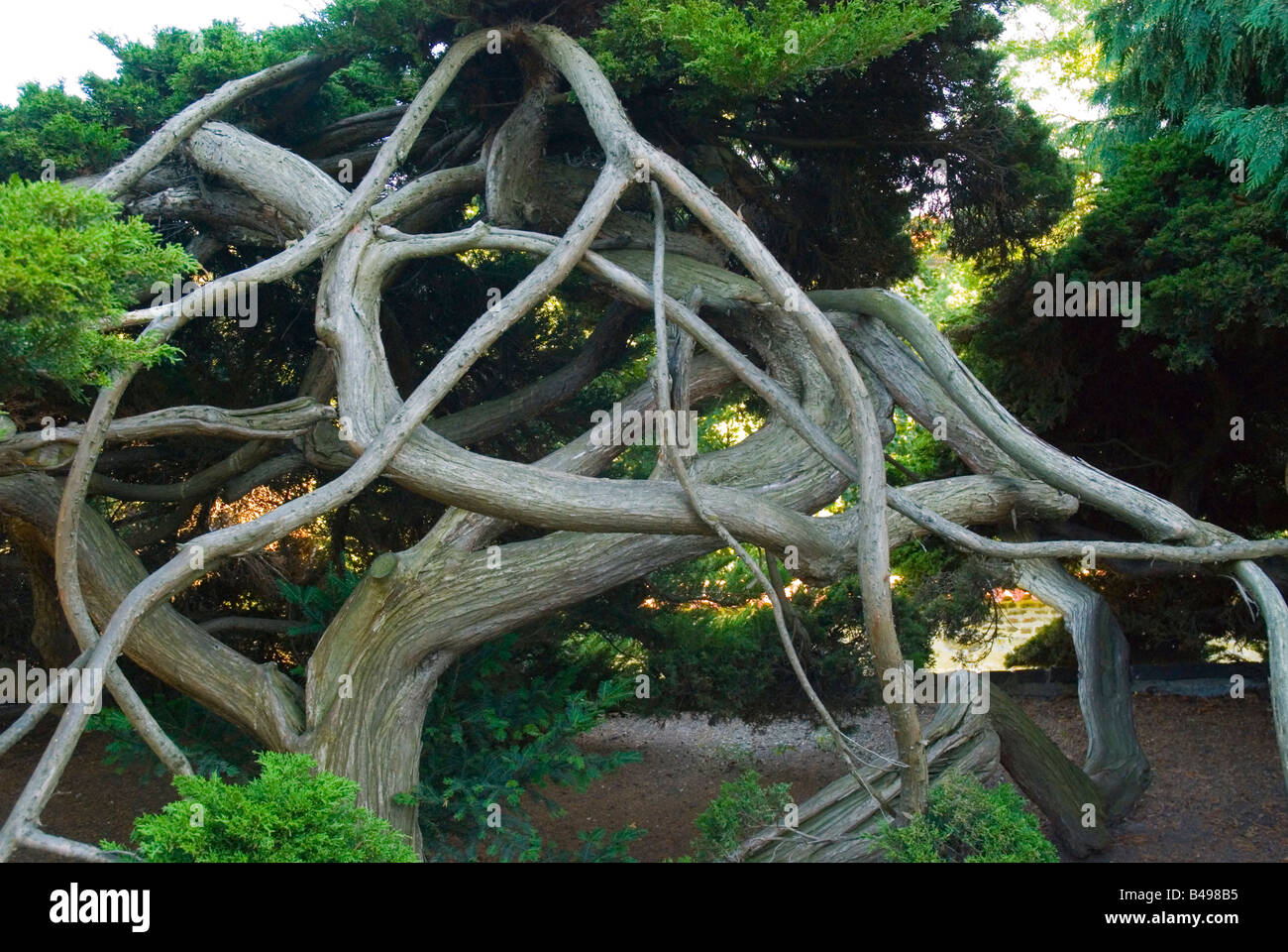 Eine Kreuzung zwischen chinesischen Wacholder und Sadebaum Wacholder im königlichen Garten in Hradschin Bezirk Prag Tschechische Republik Europa Stockfoto