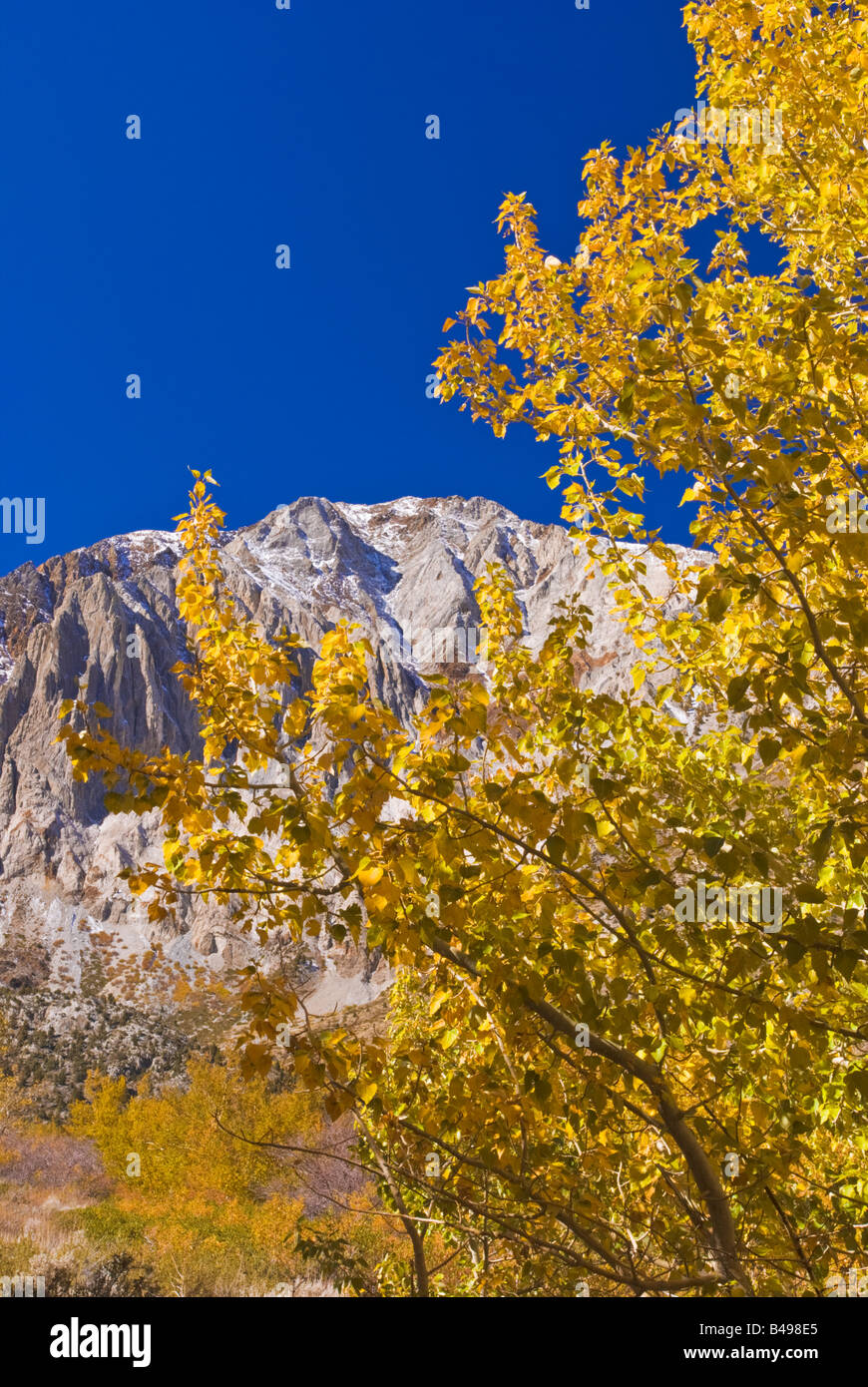 Herbst-Espen unter Laurel Berg von Convict Lake National Forest Sierra Berge der Sierra Nevada, Kalifornien Stockfoto