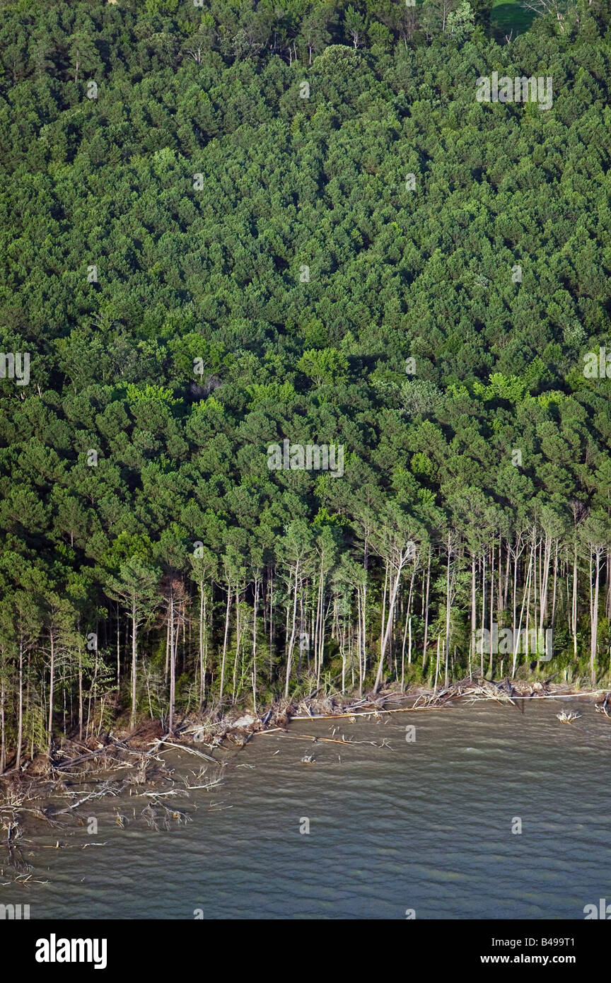 Luftaufnahmen über Chesapeake Bay Wald an Marylands waterfront Stockfoto