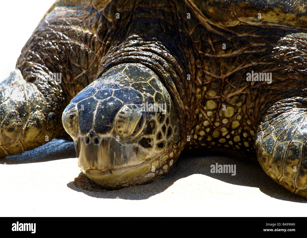 Grüne Sea turtle(s) in der Sonne aalen Stockfoto