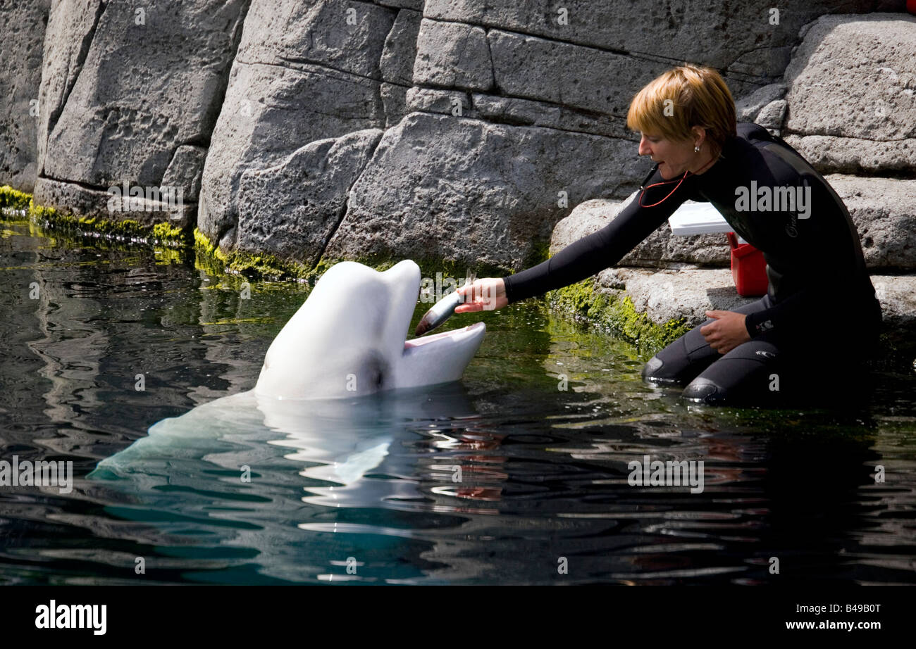 Beluga-Wal mit Trainer in Vancouver Aquarium, Britisch-Kolumbien, Kanada. Stockfoto