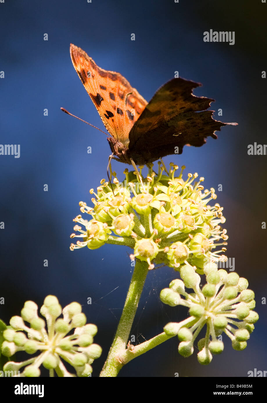 Schmetterling auf einer efeublte -Fotos und -Bildmaterial in hoher  Auflsung  Alamy
