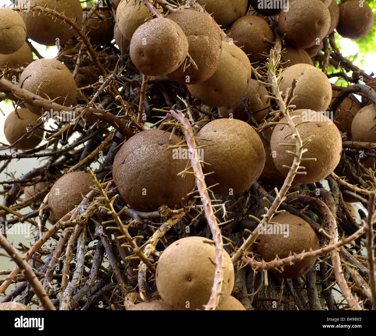 Cannonball-Baum Stockfoto