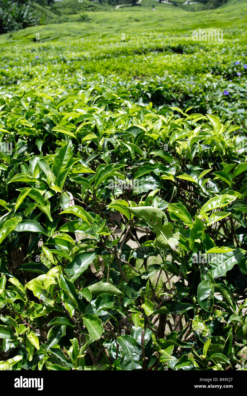 Camellia Sinensis Teepflanze an Cameron Highland in Malaysia. Stockfoto