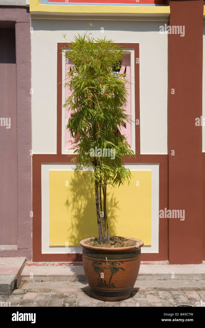 Einfaches Design Stil aus Bambus Pflanze in einer gemalten Terrakottatopf außerhalb von bunten Sanduo Tempel, Chinatown, Malakka, Malaysia Stockfoto