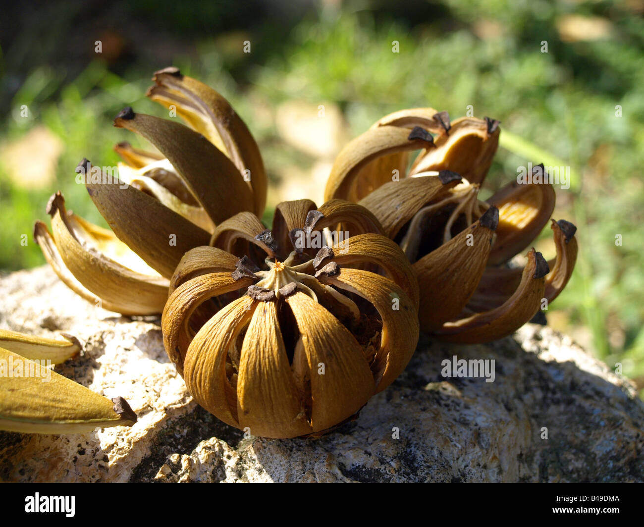 Clusia Rosea Obst (Autogramm Baum, Tonhöhe Apfel) Stockfoto