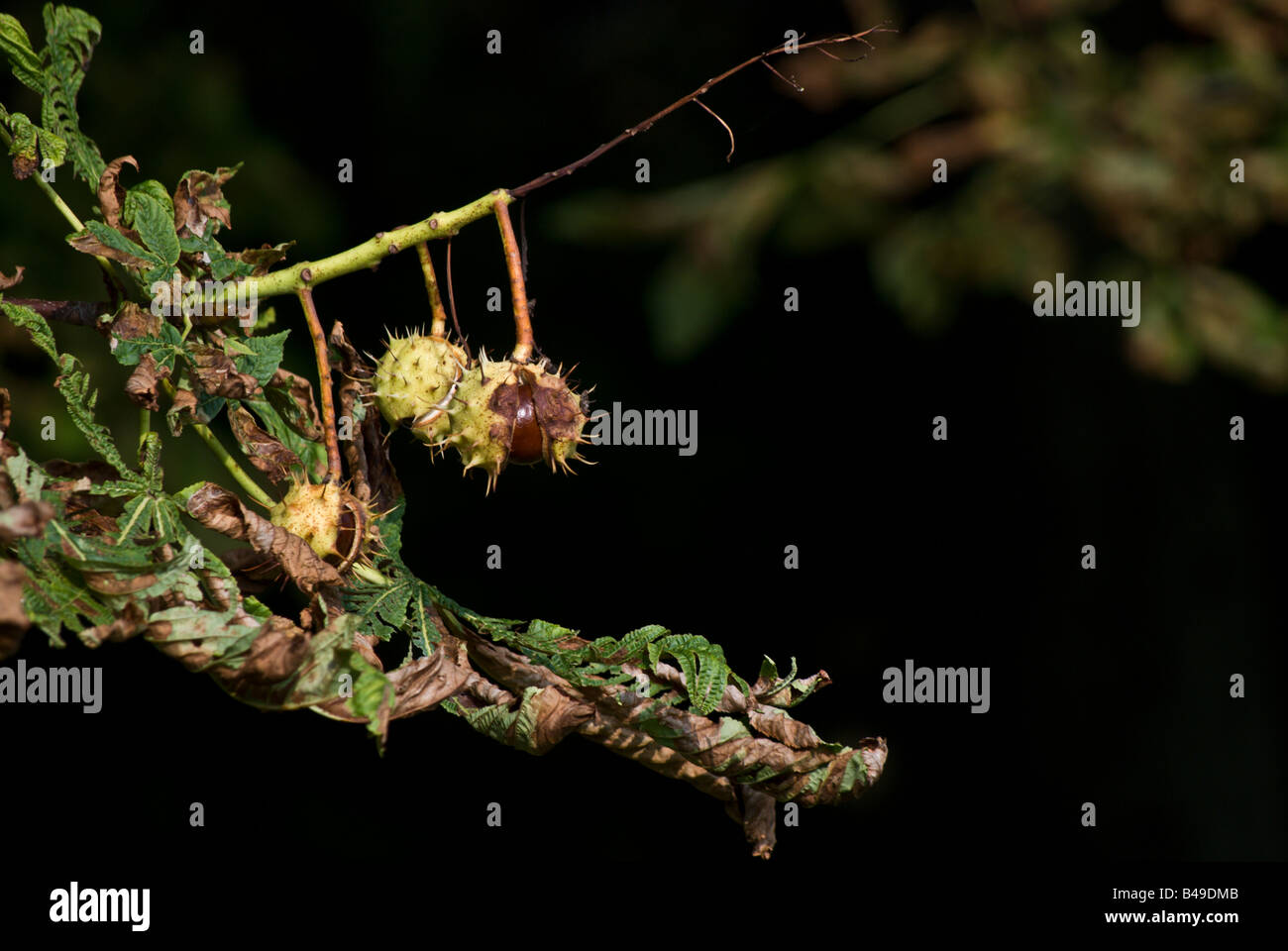 Nahaufnahme von Aeculus Hippocastanum oder Rosskastanie Stockfoto