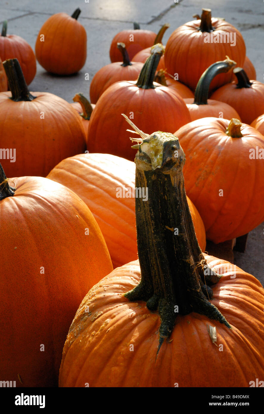 Das Herbstpumpkinfest, Vaduz LI Stockfoto