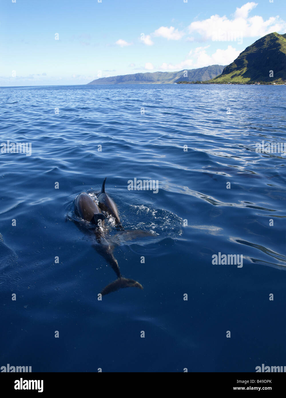 Delfine an der Wainae Küste von Oahu, Hawaii Stockfoto