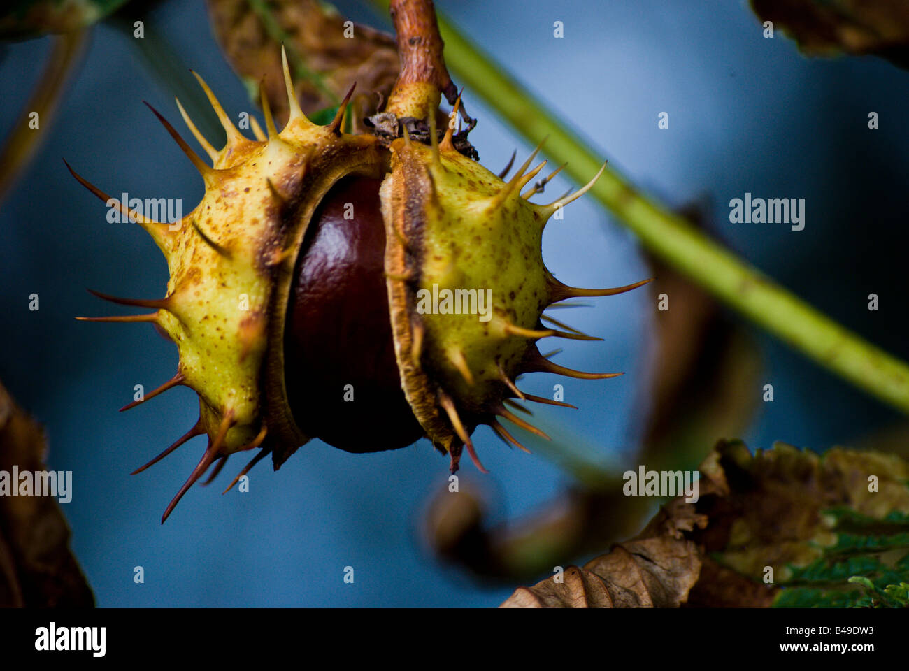 Nahaufnahme von Aeculus Hippocastanum oder "Rosskastanie". Stockfoto