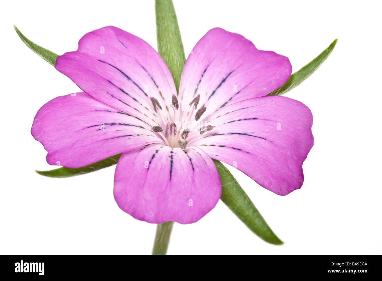 Gemeinsamen Corncockle Blume Agrostemma umbellatum Stockfoto