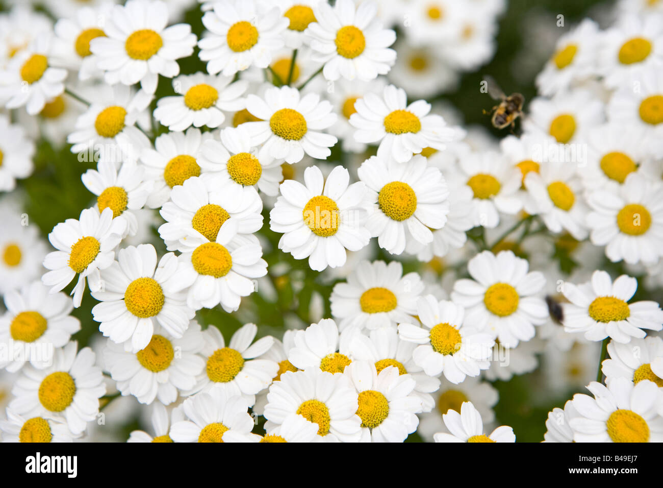 Das Mutterkraut Tanacetum parthenium Stockfoto