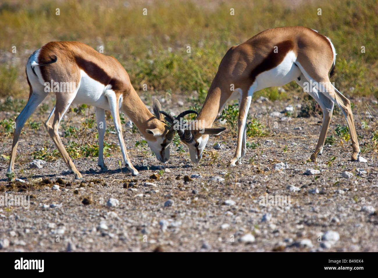 Zwei Springboks (Antidorcas Marsupialis) Kämpfe im Etosha Nationalpark, Namibia Stockfoto