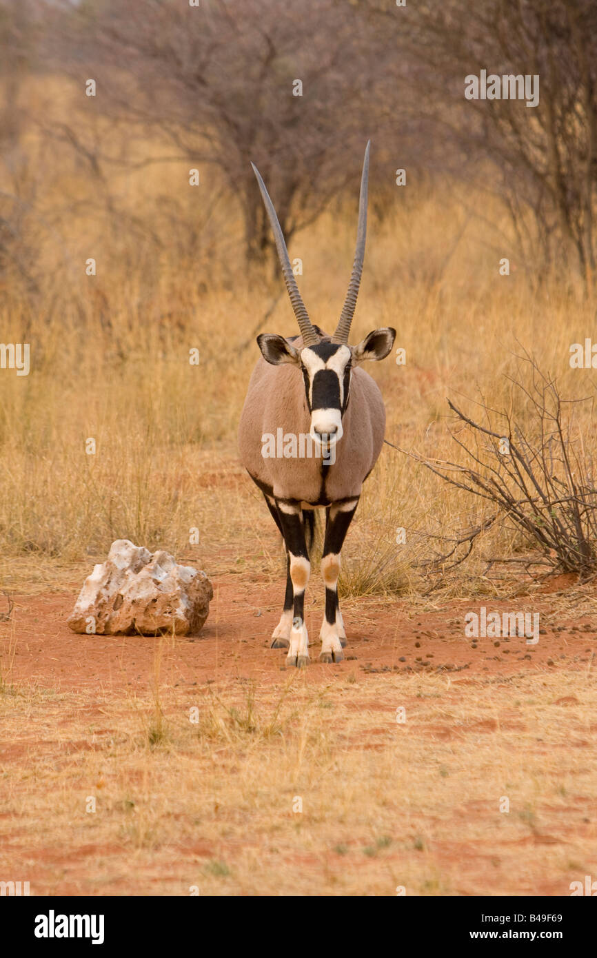 Gemsbock Oryx Gazella Okonjima Namibia Stockfoto