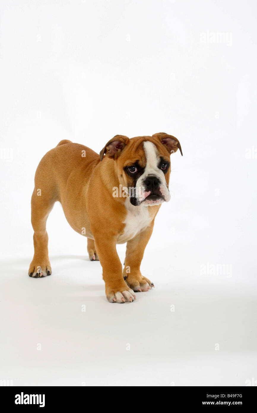 Englische Bulldogge Welpen 3 Monate Stockfoto