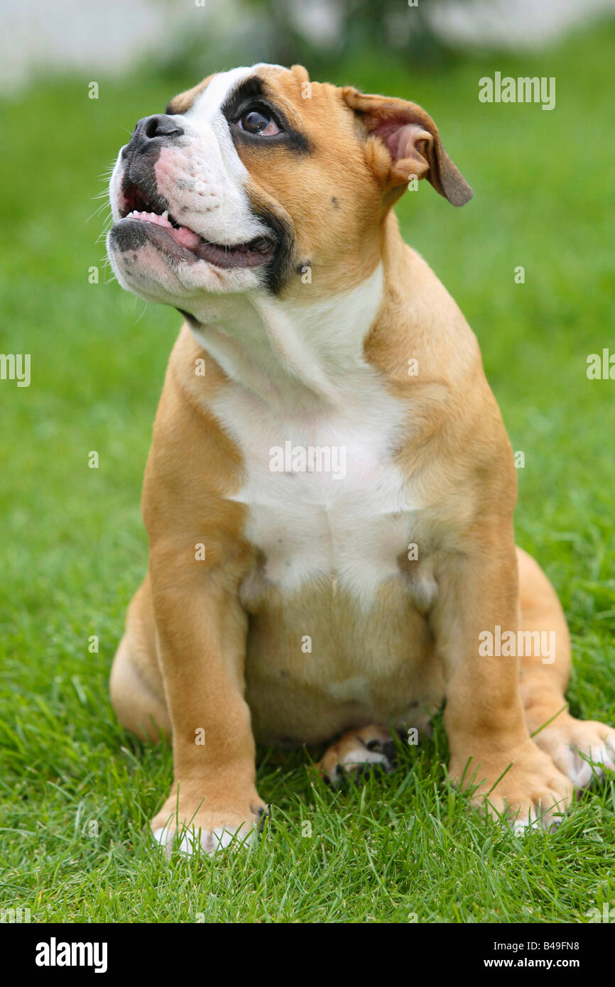 Englische Bulldogge Welpen 3 Monate Stockfoto