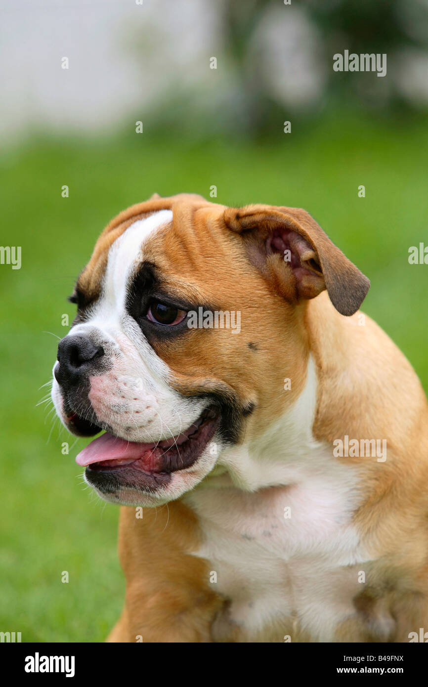 Englische Bulldogge Welpen 3 Monate Stockfoto