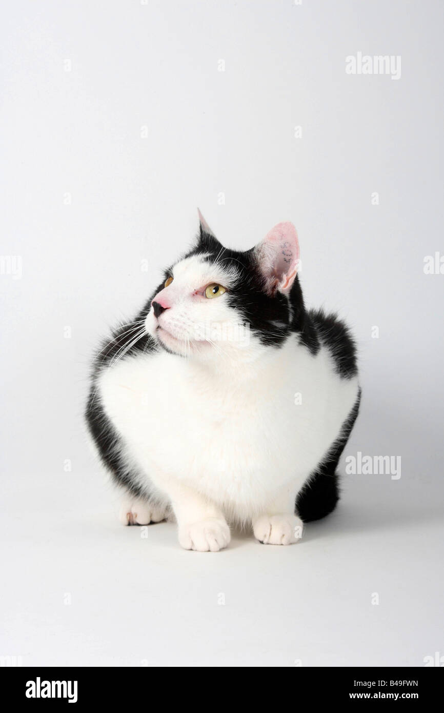 Katze tattoo -Fotos und -Bildmaterial in hoher Auflösung – Alamy