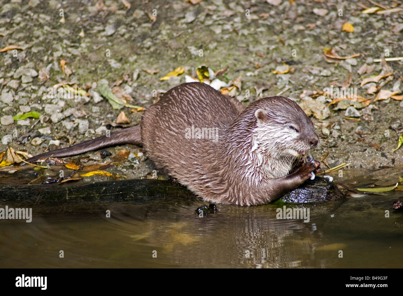 Asiatischen kurze Krallen Otter (Amblonyx Cinereus) Stockfoto