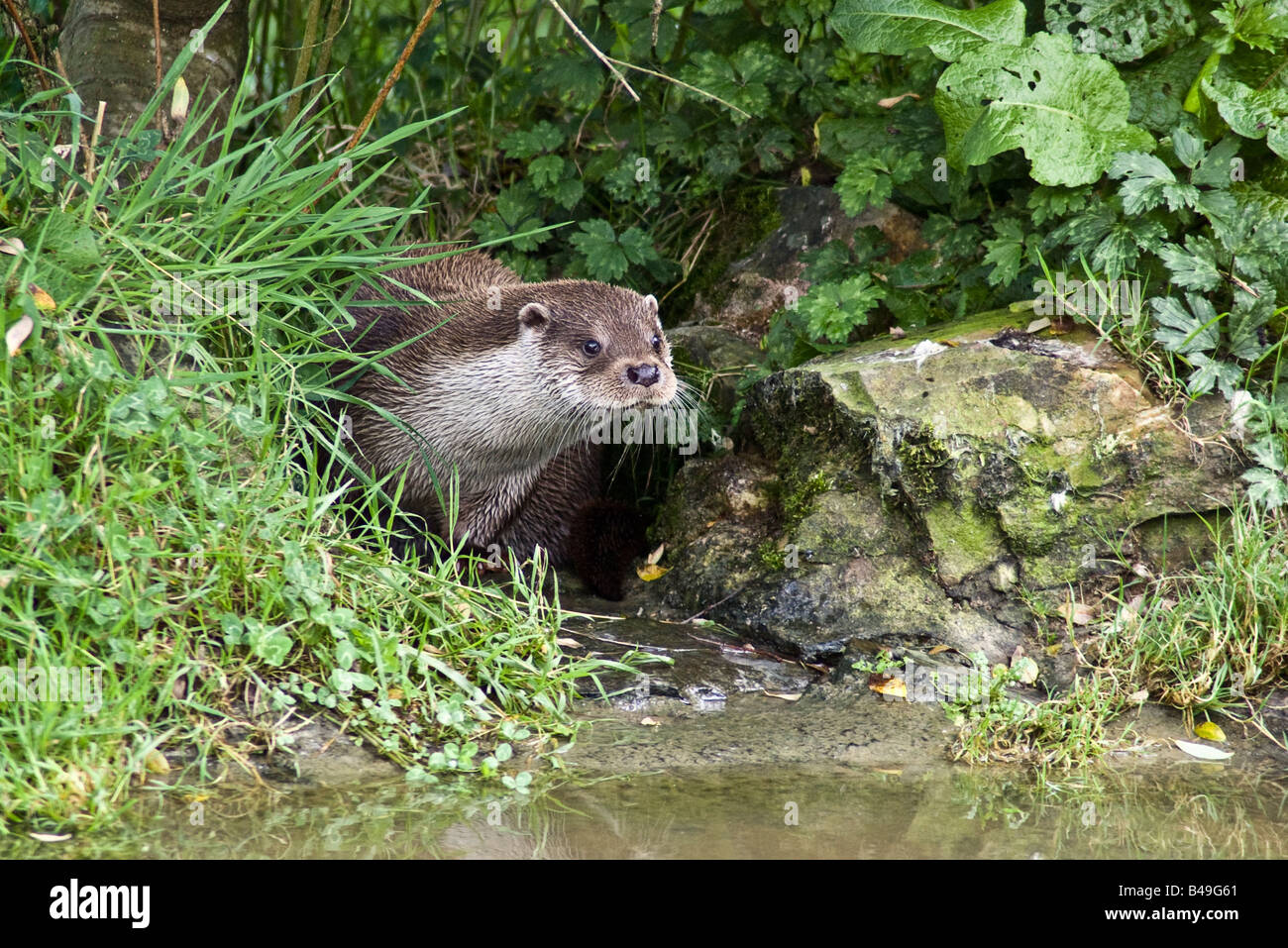 Europäischen oder britischen Fischotter (Lutra Lutra) Stockfoto